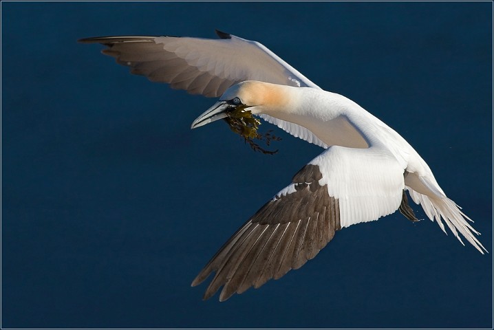 Basstlpel Morus bassanus Northern Gannet